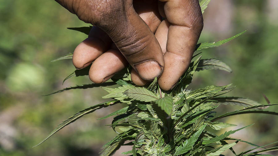 Entra em vigor descriminalização da maconha na Jamaica - Smoke Buddies