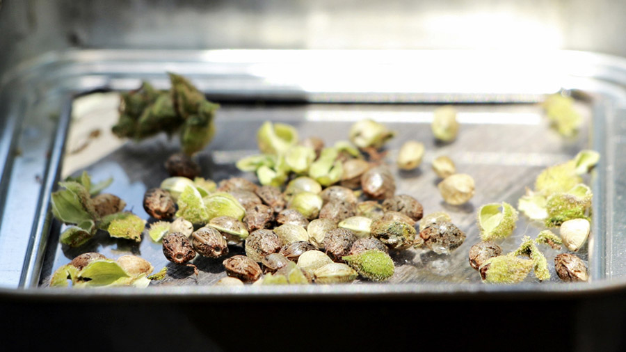 Fotografia de uma porção de sementes de maconha, algumas ainda envoltas pelo cálice, e alguns destes soltos, no interior de uma pequena lata metálica que está próxima da câmera. Foto: Rafael Rocha | Smoke Buddies.