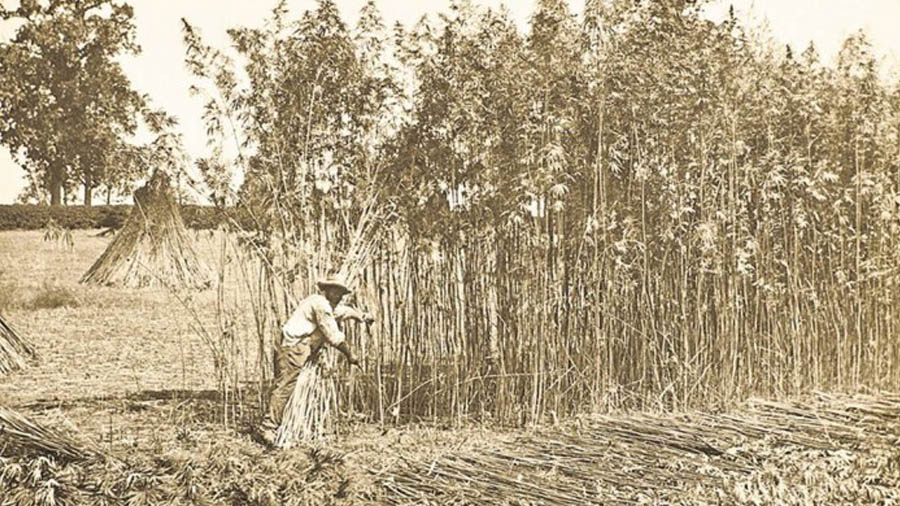 Plantação de maconha "maconha") no estado do Arizona, nos EUA, no início do século XX