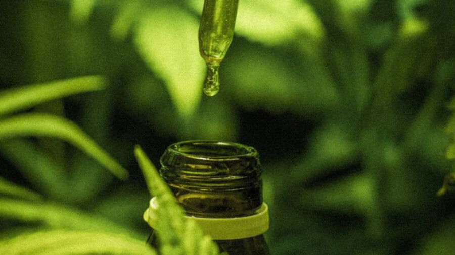 Boca de um frasco de vidro escuro abaixo da ponta de um conta-gotas, atrás da parte de uma folha de cannabis e à frente de um fundo de vegetação, desfocados. Canabidiol.