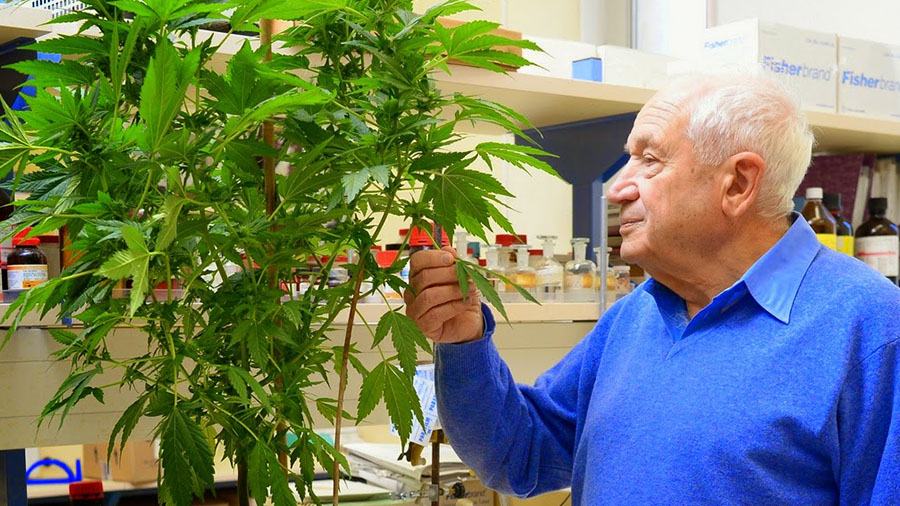 Fotografia que mostra Raphael Mechoulam, em perfil, pegando uma das folhas de uma planta de maconha em estágio vegetativo que observa e prateleiras repletas de tubos e frascos, ao fundo. Imagem: High Times.