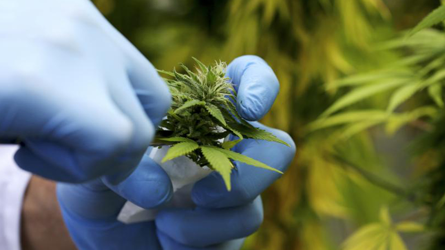 Fotografia de uma flor de maconha em tons de verde sendo manipulada por duas mãos que vestem luvas de cor azul-claro e um fundo desfocado com plantas de cannabis. Canabidiol.