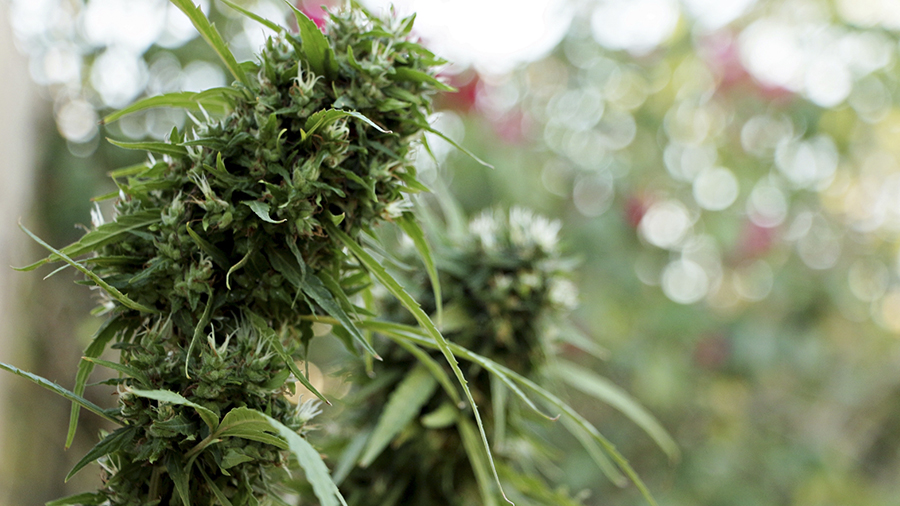 Fotografia de duas inflorescências de um cultivo de cannabis (maconha) com foco em uma delas, que está na parte esquerda do primeiro plano, e, ao fundo, desfocado, um ambiente natural.