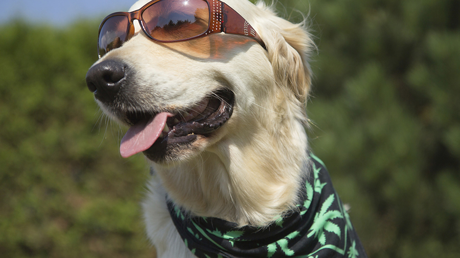 #PraCegoVer: Fotografia de um cachorro de pelos dourados, usando óculos escuros e lenço preto com folhas de maconha na cor verde.