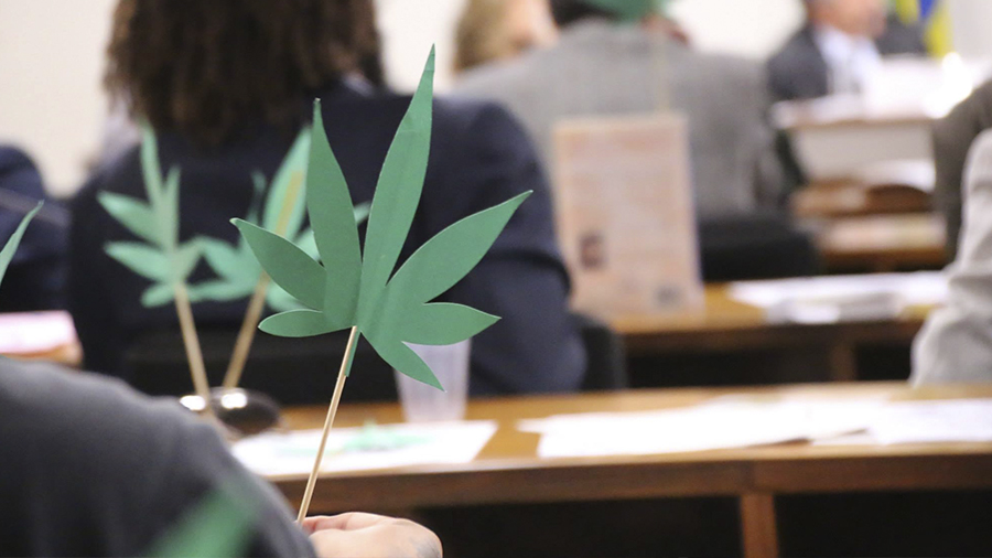 Fotografia mostra senadores de costas, sentados em sala de comissão, ao fundo, e, no foco da imagem, uma folha de maconha de papel verde, sustentada por um palito de madeira. Cannabis medicinal.