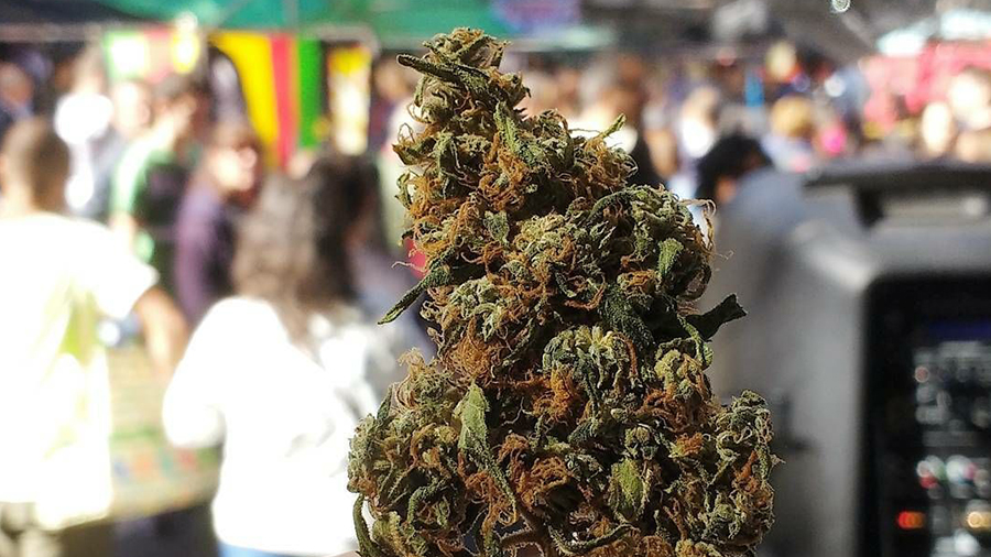 Uma flor de cannabis e no segundo, desfocado, a população nas ruas uruguaias. Maconha medicinal.