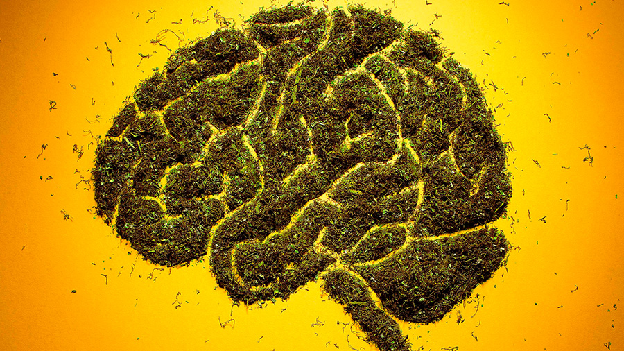 Fotografia que mostra uma porção de cannabis triturada e disposta em formato de cérebro sobre um fundo em degradê de amarelo e laranja. Imagem: Aaron Tilley.