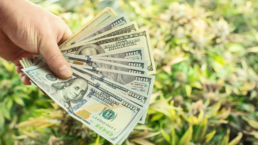 #PraCegoVer: Em destaque, temos a fotografia da mão de uma pessoa (a dir.) segurando um notas de 100 dólares em forma de leque, mais ao fundo e em desfoque temos plantas de maconha. Startups