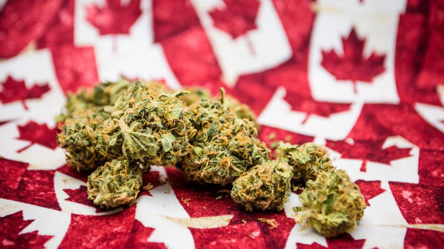 Fotografia mostra uma porção de buds de cannabis (maconha) em tons de verde e laranja sobre uma superfície toda estampada com bandeiras do Canadá. Imagem: Waking Times.
