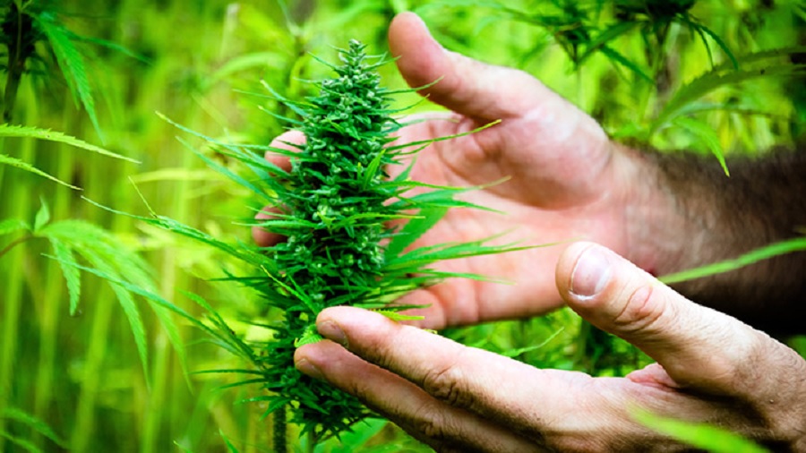 Flor de cannabis entre as mãos de uma pessoa que está no meio de um cultivo de maconha. Amor.