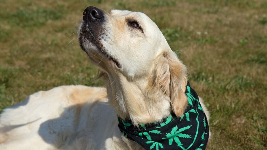 Cachorro de pelagem branca olhando para cima e com um lenço preto com desenhos da folha da maconha no pescoço. Veterinários.