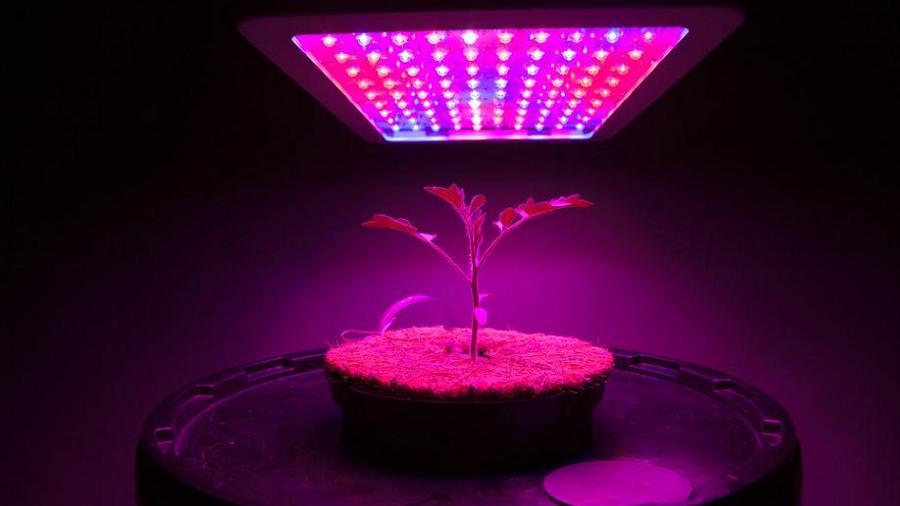 Uma pequena planta de maconha sendo cultivada sob luzes de led roxas.