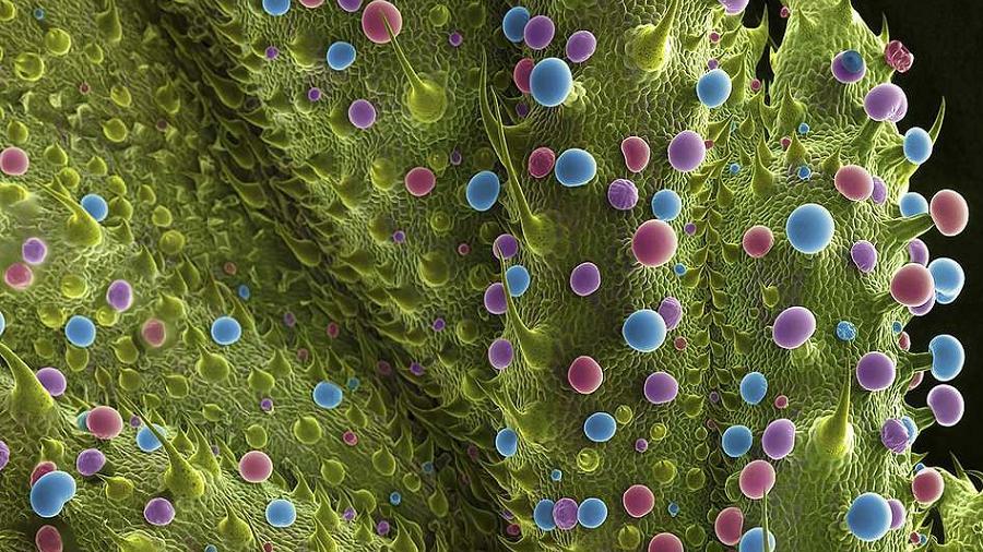 Fotografia microscópica de uma folha de maconha, mostrando os tricomas em sua superfície.