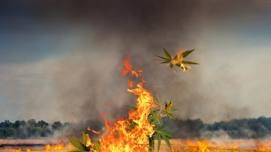Um grande incêndio onde se vê várias folhas de maconha em chamas em foco ao centro e ao fundo a continuação do fogo e a mata. Cidadania.