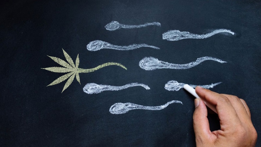 Foto mostra o desenho em giz de uma folha de maconha (cannabis) personalizada com uma cauda e vários espermatozoides, em verde-claro e branco, respectivamente, sobre um fundo preto e a mão que os desenha segurando um giz escolar branco.