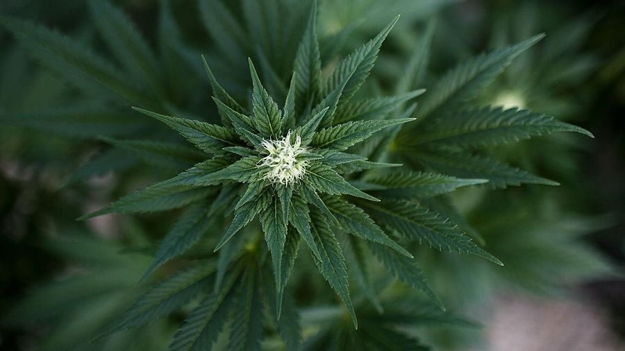 Fotografia em ângulo superior de um lindo pé de maconha no início da floração, com pistilos brancos e folhas verde escuro; ao fundo desfocado pode-se ver outras plantas do cultivo. Cannabis.