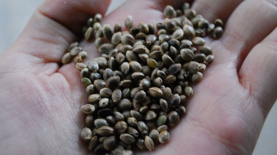 Fotografia em close-up da palma de uma mão cheia de sementes de maconha.