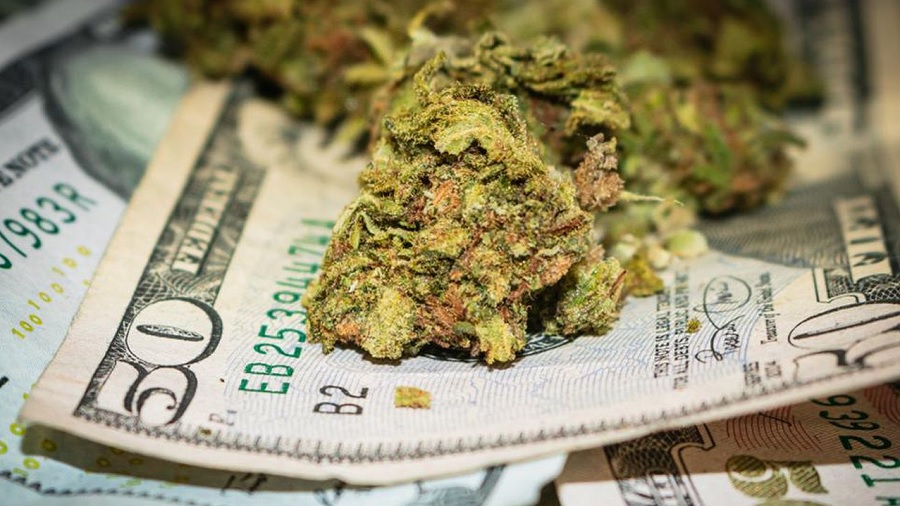 Fotografia em close up de uma porção de flores de maconha secas, em tons de verde e marrom, sobre notas de dólares. Cannabis.