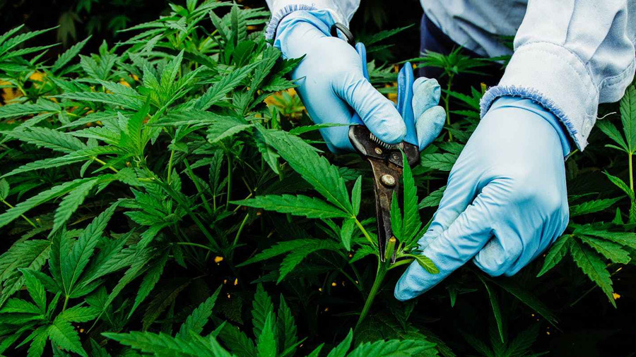 Fotografia que mostra os braços e mãos de uma pessoa vestindo luvas azuis, enquanto poda uma das plantas de um cultivo de maconha em período vegetativo. Colômbia. cannabis