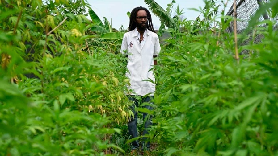 Imagem mostra o Dr. Machel Emanuel andando por plantação de maconha.