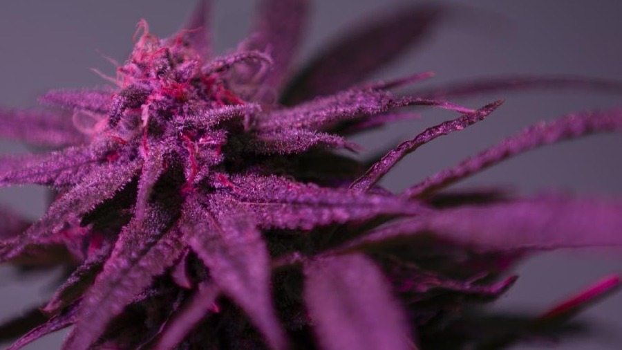 Fotografia que mostra a bela imagem de um top bud de cannabis sob uma iluminação arroxeada.
