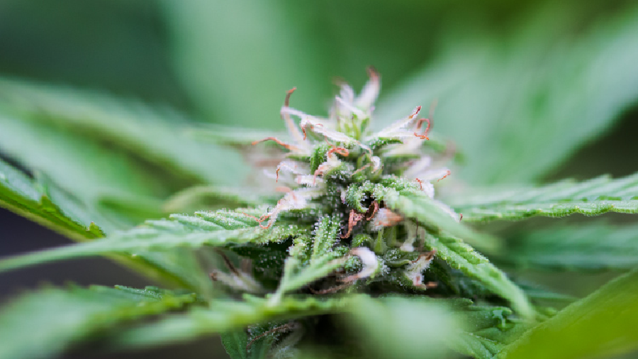 Fotografia em plano fechado que mostra o topo de um bud de cannabis (maconha) em cultivo, com pistilos em tons de rosa, e fundo desfocado. CBD
