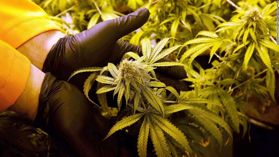 Fotografia em plano fechado que mostra um cultivo de cannabis e as mãos calçadas com luvas pretas que tocam um dos ramos. Foto: Victoria Rothstein | Flickr.