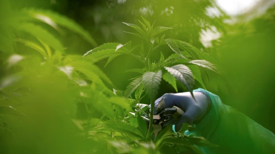 Fotografia que mostra uma planta de cannabis em período vegetativo e uma mão, vestindo luva azul, segurando uma tesoura de poda próxima a ela, em torno da qual pode-se ver outras plantas. Austrália.