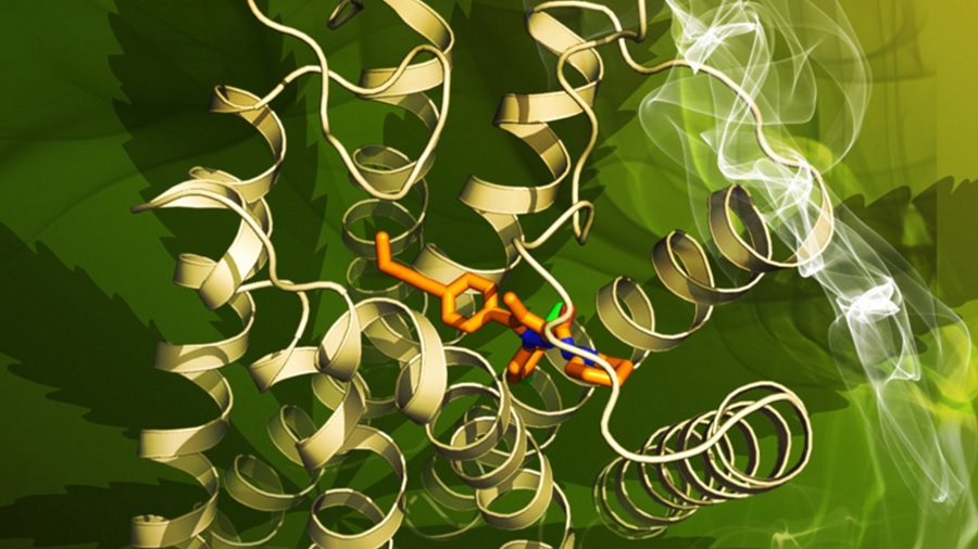 Arte gráfica que mostra várias fitas amarelas em formato de espiral junto a uma fórmula química tridimensional alaranjada, próximos a uma fumaça branca; e ao fundo, em degradê de verde, o desenho de uma folha de maconha. Canabinoide.