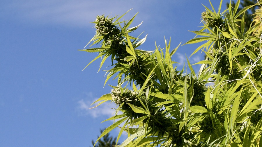 Fotografia em vista inferior de um vistoso pé de cannabis, com várias inflorescências vindas da parte direita da foto, sendo iluminado pela luz do sol; ao fundo, um céu azul com algumas nuvens ralas. México.
