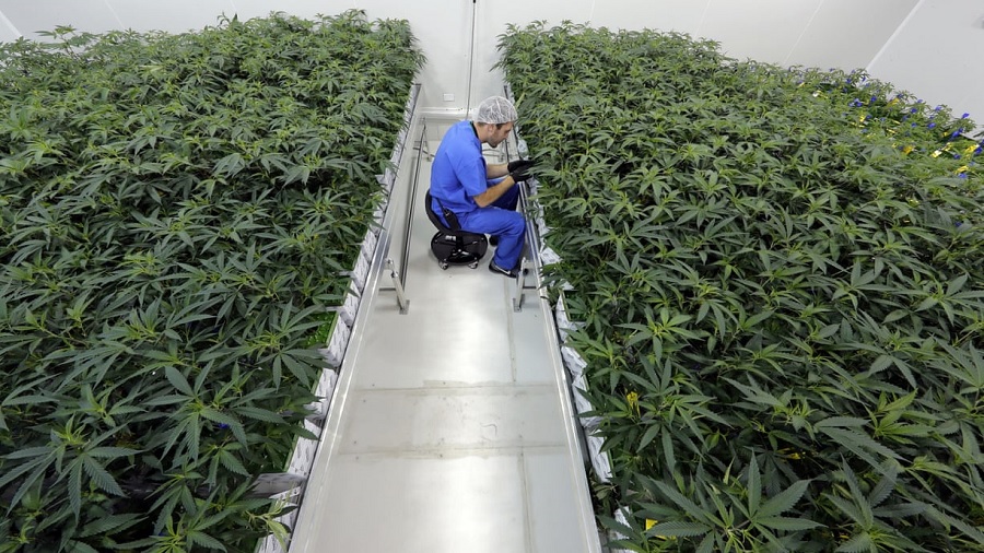 Fotografia em vista superior que mostra um grande cultivo indoor de cannabis,  com plantas verdinhas em período vegetativo, e um corredor, ao centro, de piso branco, onde está sentado um homem, vestido com uniforme azul, que manuseia as plantas.