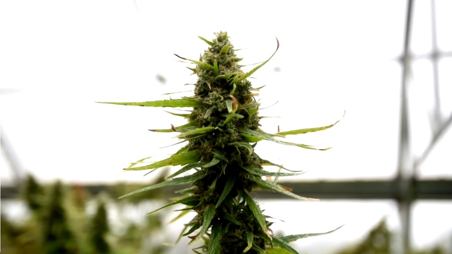 Fotografia de uma linda inflorescência de cannabis, ao centro da imagem, e um fundo branco com mais algumas plantas no canto inferior esquerdo, fora de foco. Agricultores.