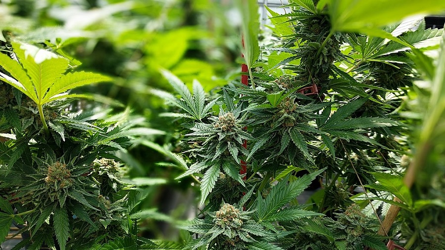 Fotografia em plano fechado que mostra diversas inflorescências apicais de maconha verdinhas, com pistilos marrons, e outras plantas de cannabis ao fundo, desfocado. Plantio.