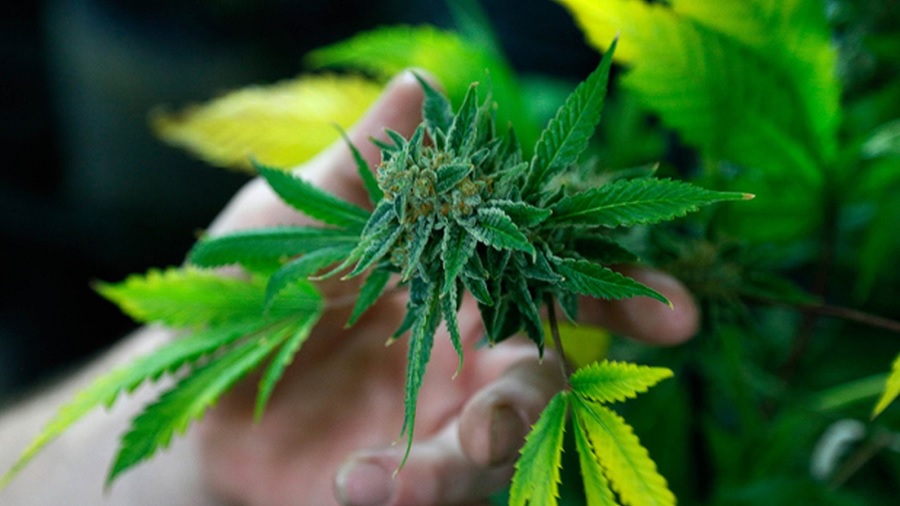 Fotografia de um ramo verdinho de maconha no início da floração e a mão de uma pessoa, atrás do mesmo, fora de foco; ao fundo, pode-se ver a planta de cannabis. Anvisa.