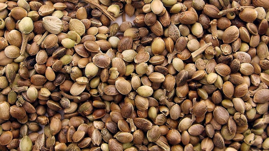 Fotografia de uma porção de sementes de maconha que preenchem todo o espaço da imagem, em tons de marrom, bege e verde-claro.