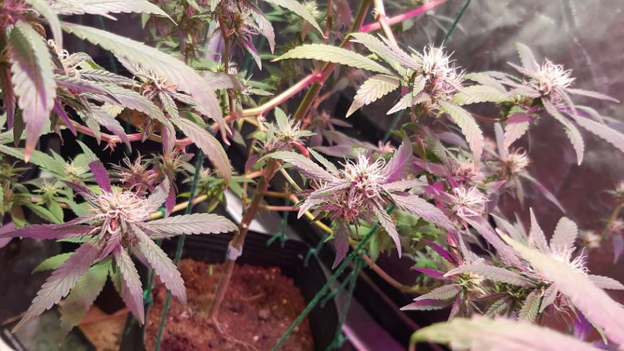 Fotografia em vista superior diagonal que mostra vários ramos apicais de cannabis no início da floração, plantados em vasos, em um cultivo indoor.