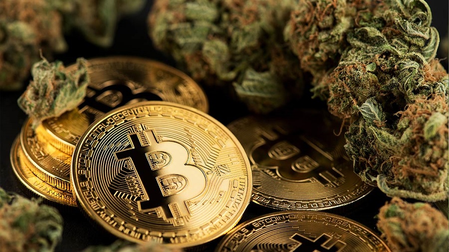 Fotografia em plano fechado que algumas moedas douradas gravadas com o símbolo do bitcoin, junto a flores de cannabis, com pistilos marrons.