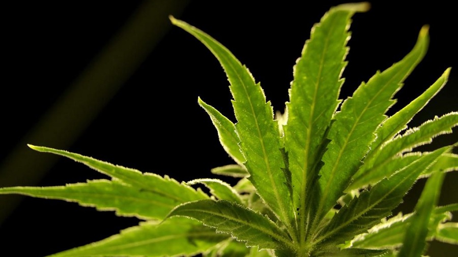 Fotografia em plano fechado e vista inferior que mostra as folhas do ramo apical de um pé de cannabis contra a luz, cuja fonte está atrás da planta, e um fundo escuro.