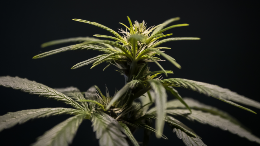 Foto que mostra, em fundo escuro, parte de um pé de cannabis (maconha) em cultivo, com folhas serrilhadas e, no topo, a flor em desenvolvimento. agora