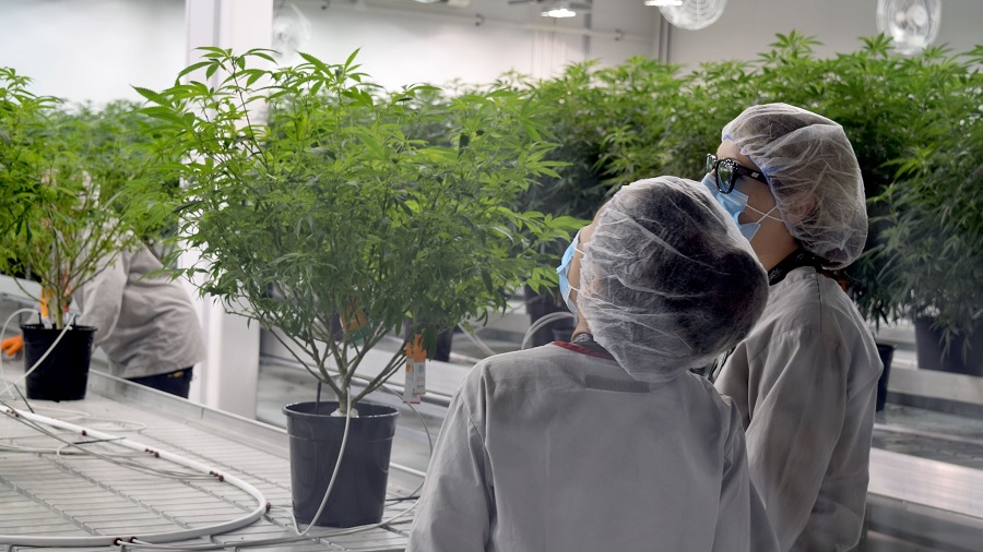 Foto que mostra duas pessoas, uma de costas para a câmera, vestidas com jaleco e touca brancos e máscara azul e observando as plantas de cannabis de uma instalação de cultivo da Canopy Growth. Imagem: Newsdurham Metroland Durham Region | Flickr.