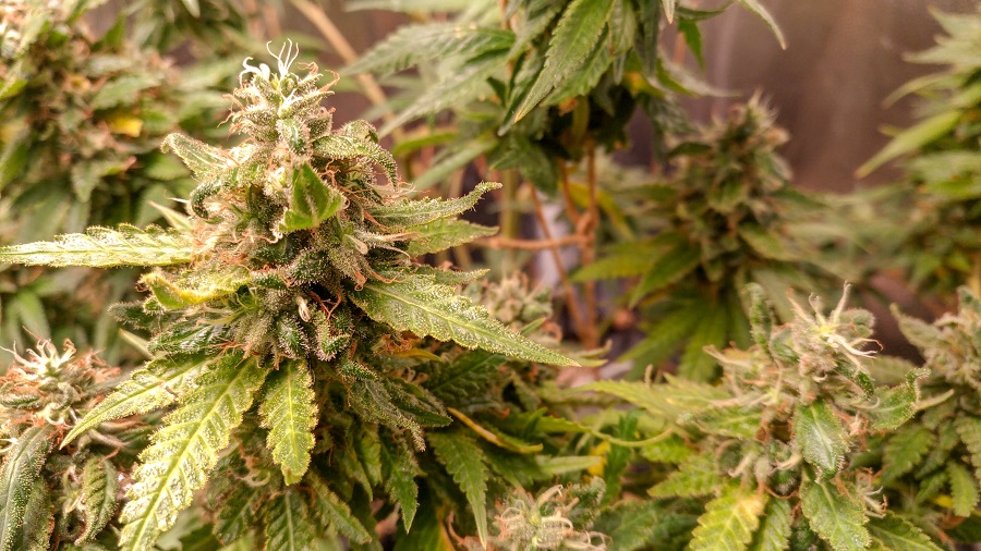 Fotografia que mostra várias inflorescências de cannabis (maconha) com pistilos alaranjados e brancos de um cultivo que preenche toda a imagem, do primeiro plano ao fundo, com foco em uma delas. Foto: Dave Coutinho | Smoke Buddies. Chile