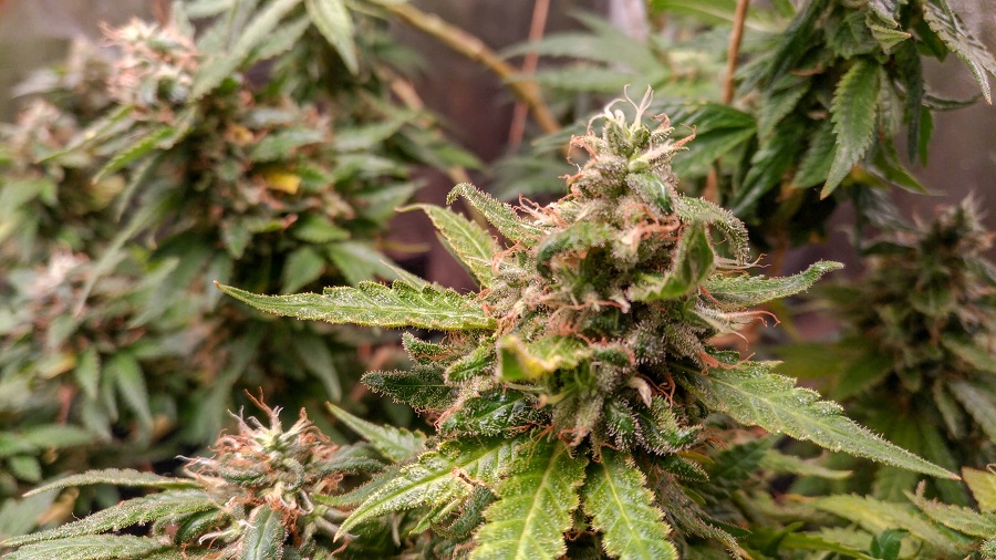 Fotografia de um cultivo de cannabis (maconha) com flores de pistilos alaranjados e brancos, com foco em uma delas, no primeiro plano. Foto: Dave Coutinho | Smoke Buddies. homem
