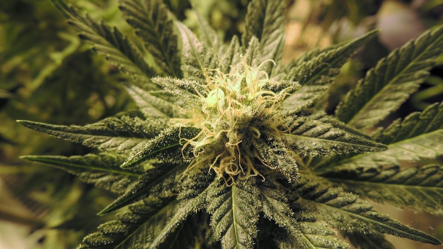 Fotografia em plano fechado do top bud de uma planta de cannabis (maconha) com folhas tricomadas e pistilos amarelo-claros. Imagem: Pxhere.