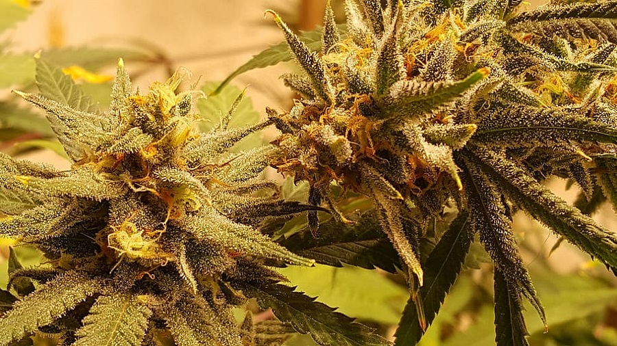 Foto que mostra duas flores de um cultivo de cannabis, uma na lateral, vinda da parte direita da imagem, com pistilos de cor laranja, repletas de tricomas e iluminadas por uma luz amarela. Foto: Pxfuel.