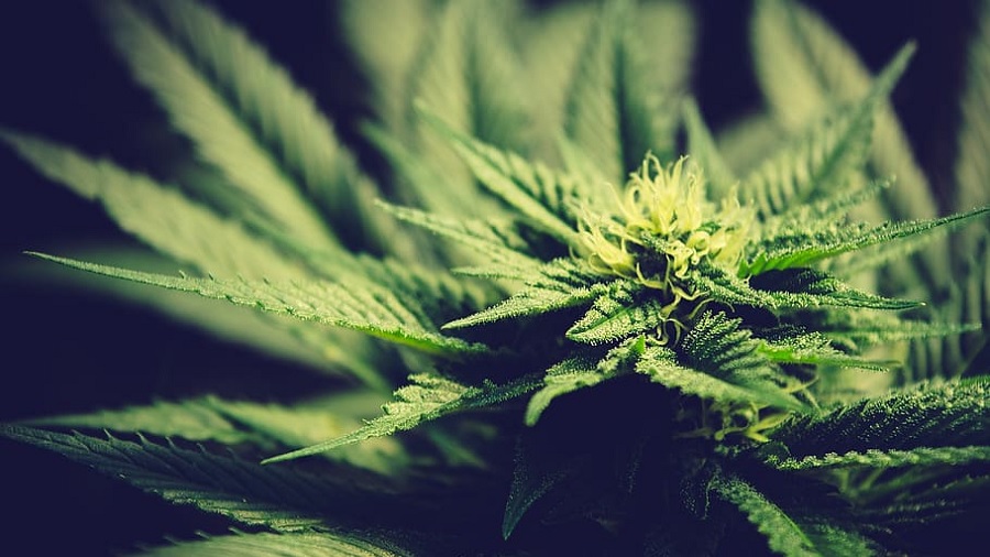 Fotografia em plano fechado do ramo apical de uma planta de cannabis com a flor no início do desenvolvimento e pistilos de cor creme e, no segundo plano, desfocado, várias folhas. Foto: Piqsels.