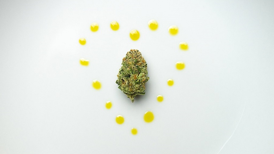 Fotografia em visão superior de um bud de maconha (cannabis) sobre uma superfície branca e circundado por gotas amarelas que formam um coração. Foto: Sherpa SEO | Wikimedia Commons.