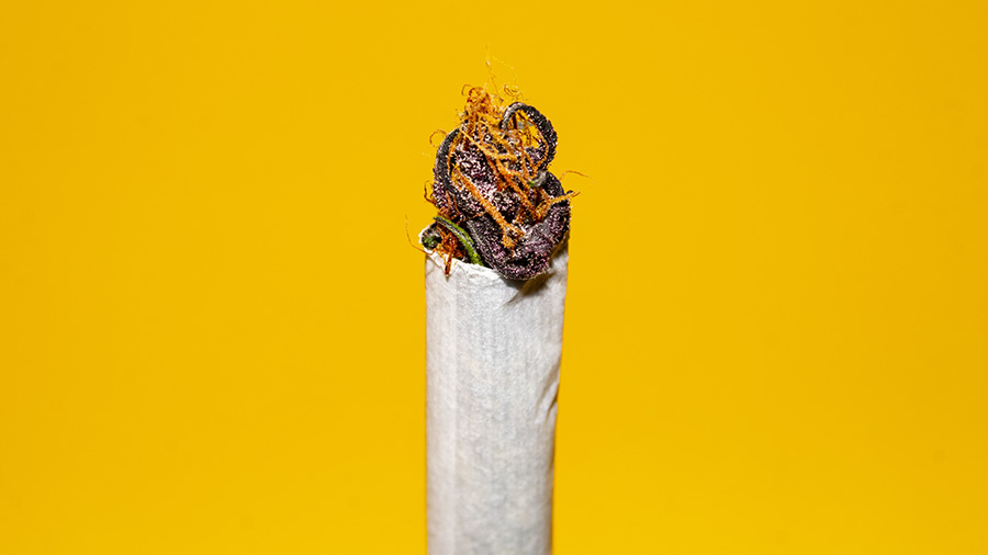 Fotografia que mostra a ponta de um cigarro de maconha, ao centro e na vertical, onde vê-se o bud, em tons de laranja e roxo, transbordando a seda, e um fundo amarelo. Foto: thcameraphoto.