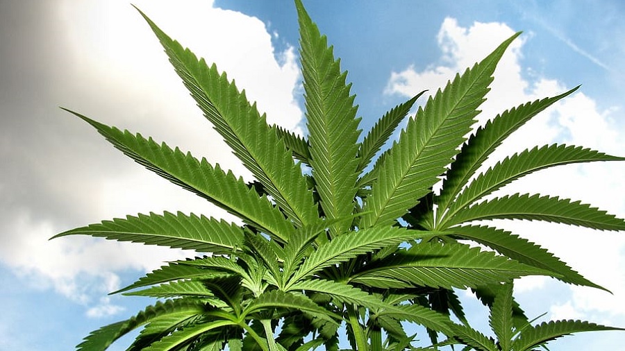 Foto em vista inferior que mostra várias folhas de uma planta de cannabis (cânhamo), com folíolos longos e serrilhados que contrastam com um céu com nuvens. Foto: Pixabay.