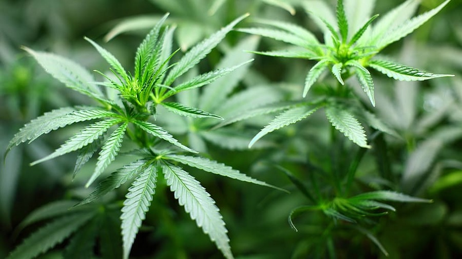Foto em plano fechado que mostra dois ramos apicais de cannabis (maconha) em período vegetativo e as folhagens do cultivo, ao fundo, desfocado. Imagem: Piqsels.