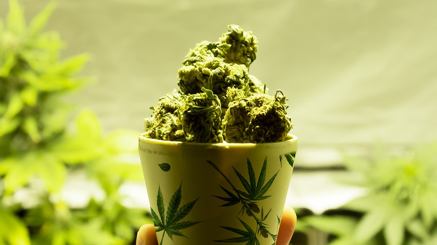 Fotografia de um recipiente cônico, branco com desenhos de folha da maconha, cheio de buds de cannabis que ultrapassam sua borda e harmonizam com o verde das plantas, ao fundo, desfocado. Imagem: THCameraphoto.